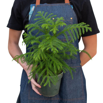 Norfolk 'Island Pine'