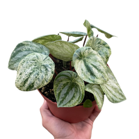 Peperomia 'Watermelon Variegated'