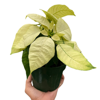 Poinsettia 'White'