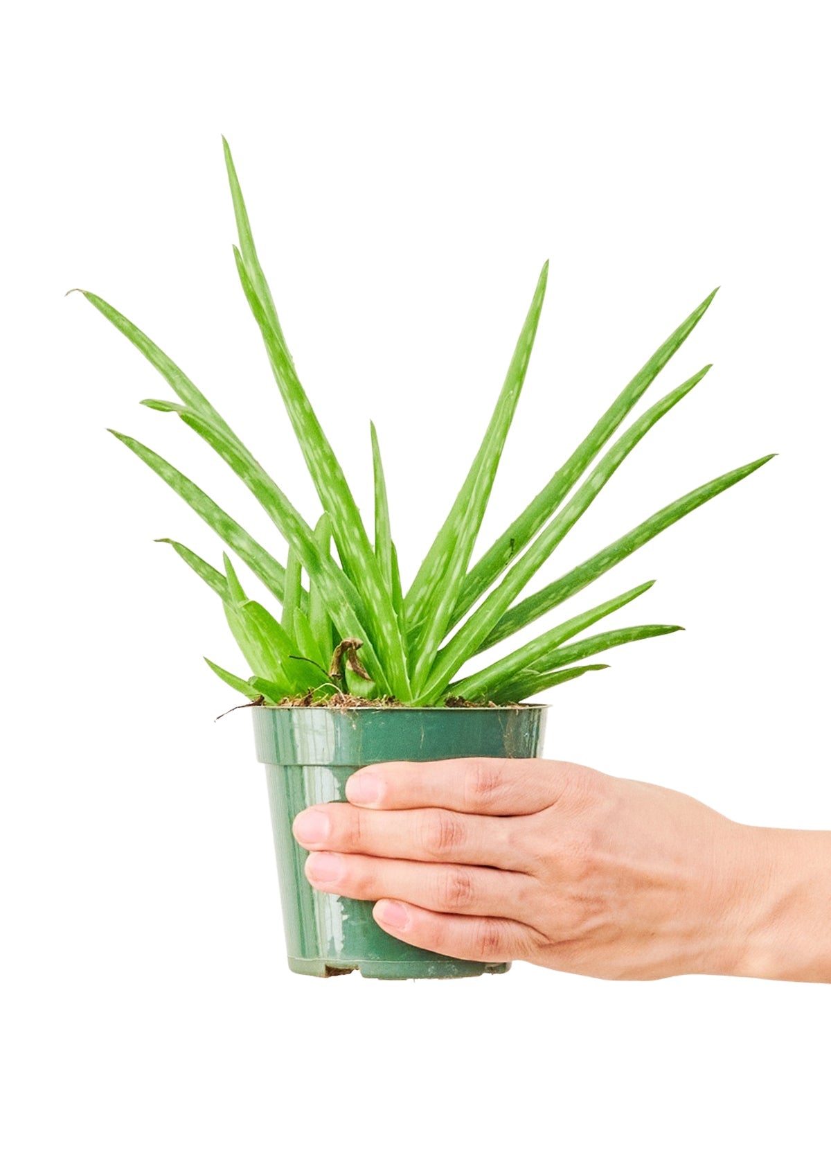 Aloe Vera Flora