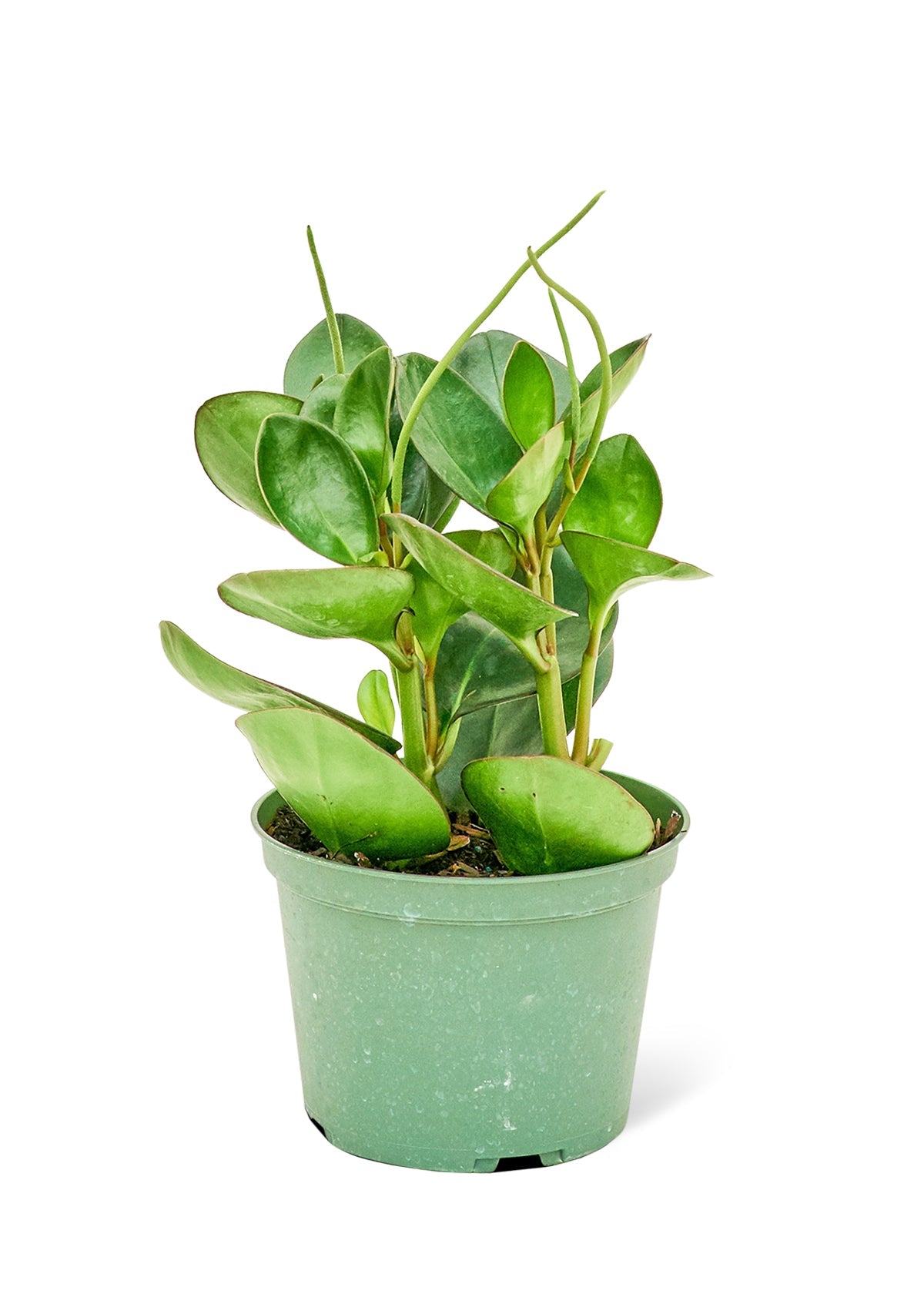 Baby Rubber Plant Flora