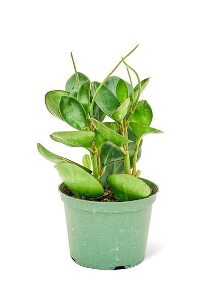 Baby Rubber Plant Flora