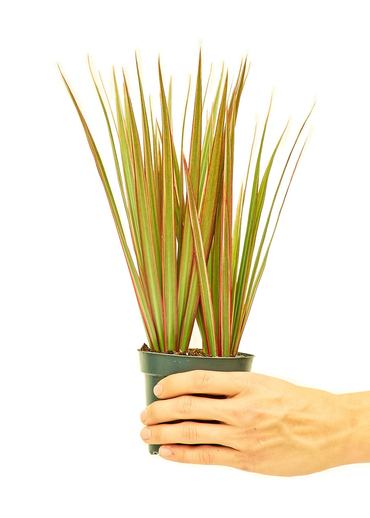 Bicolor Dragon Tree Flora