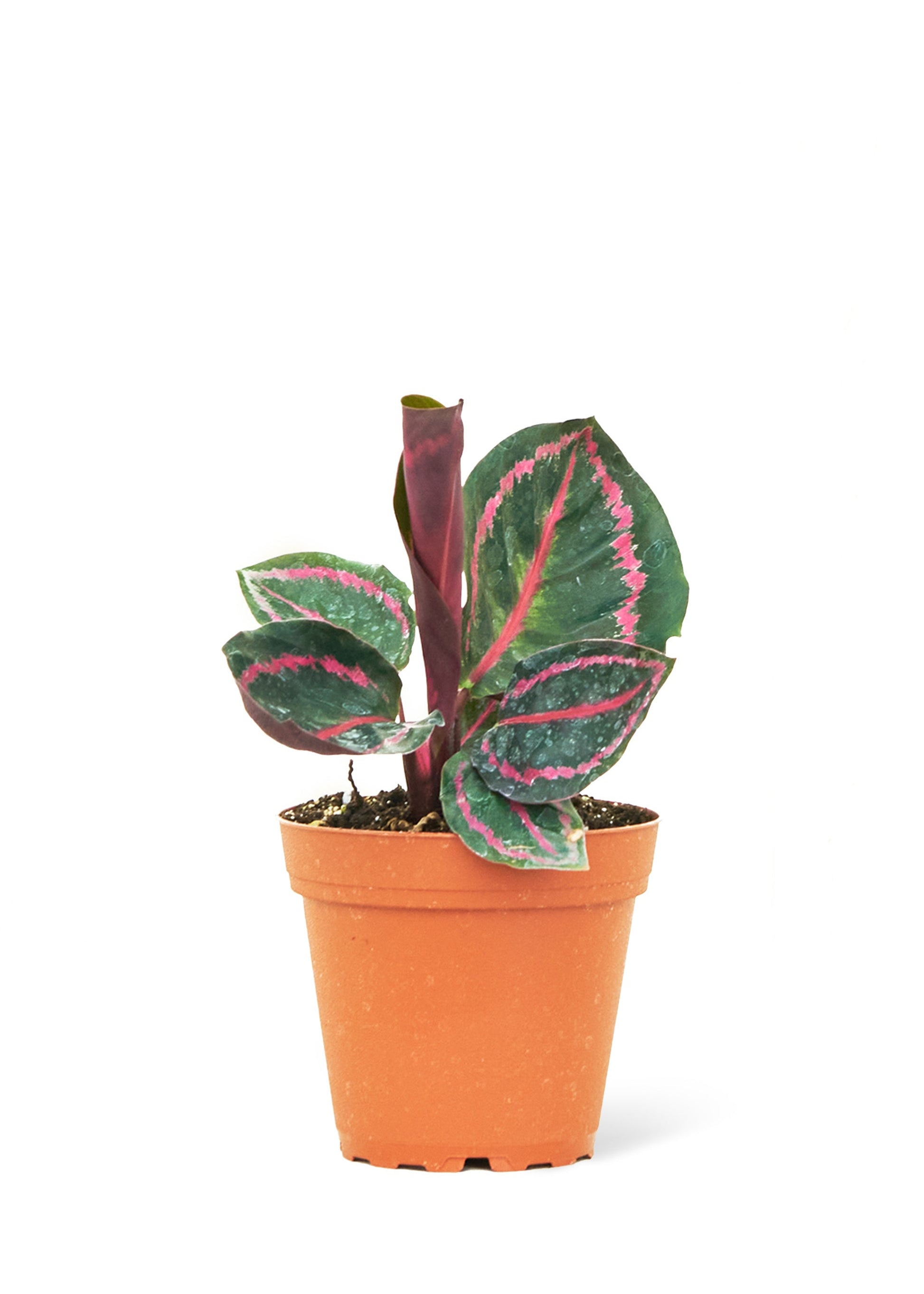 Calathea Dottie Flora