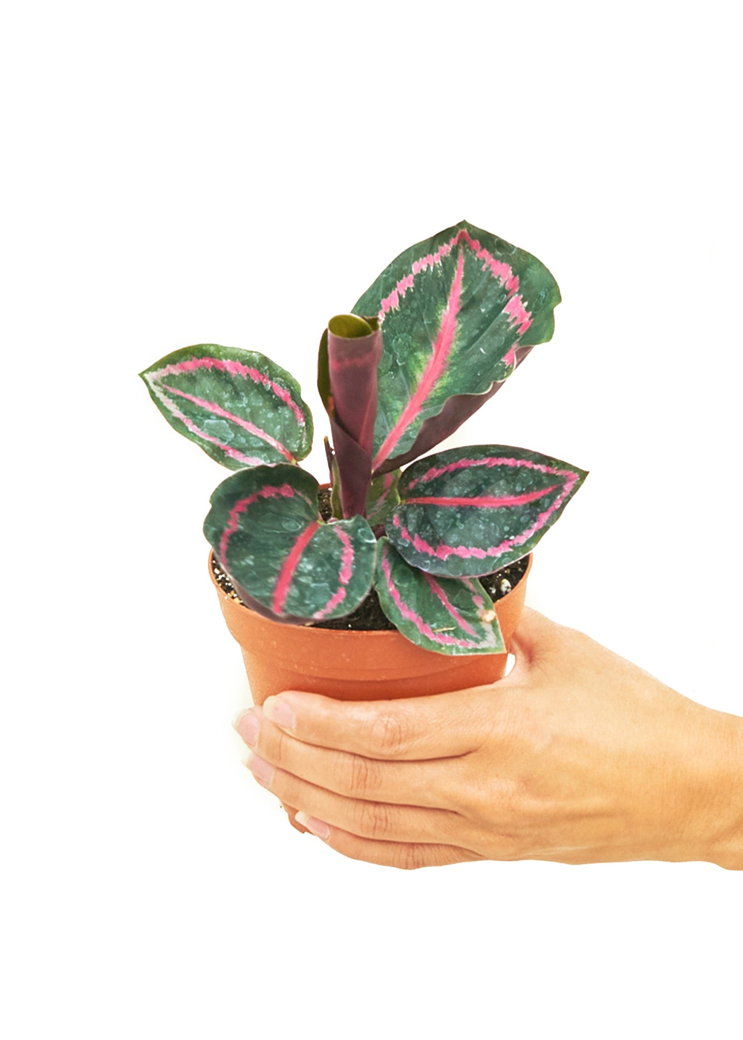 Calathea Dottie Flora