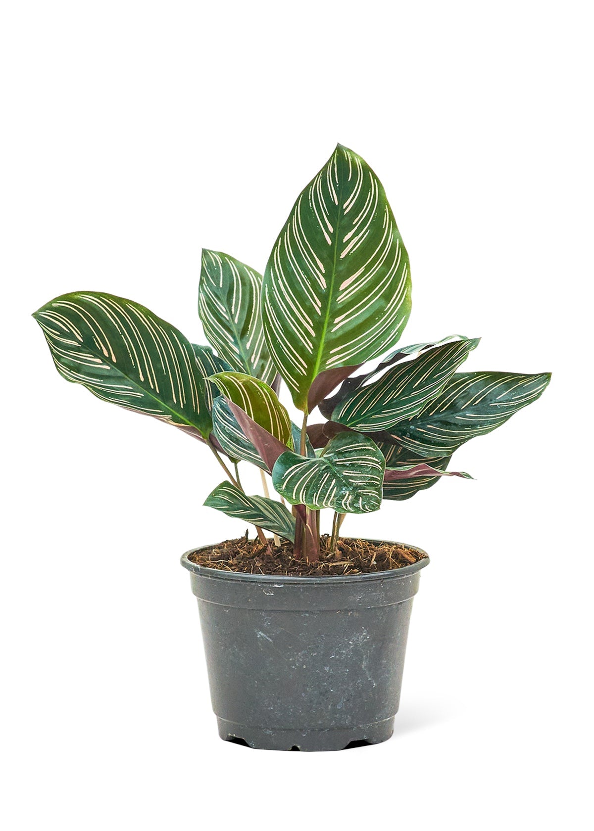 Calathea Pinstripe Flora