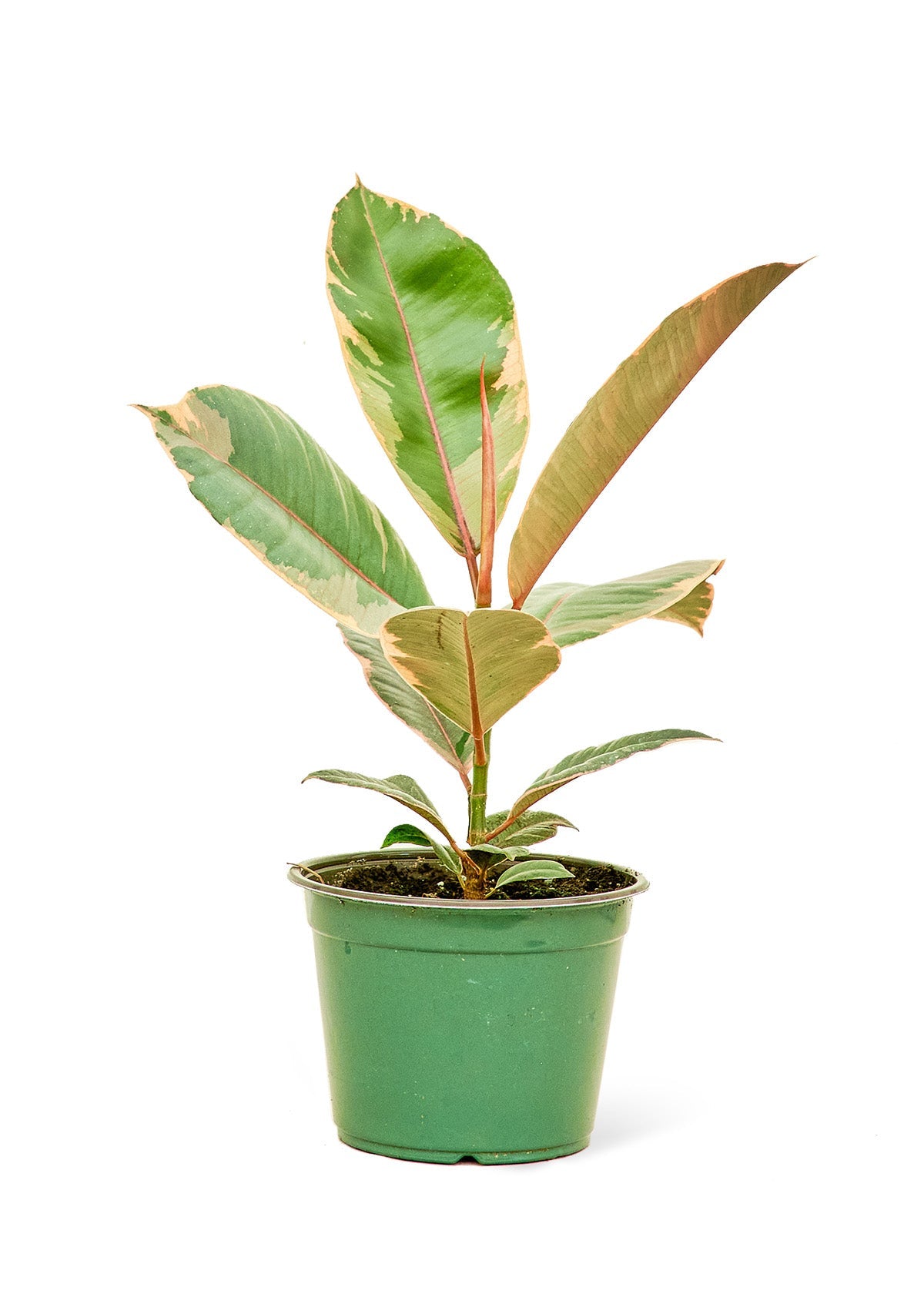 Rubber Plant Variegated Tineke Variant