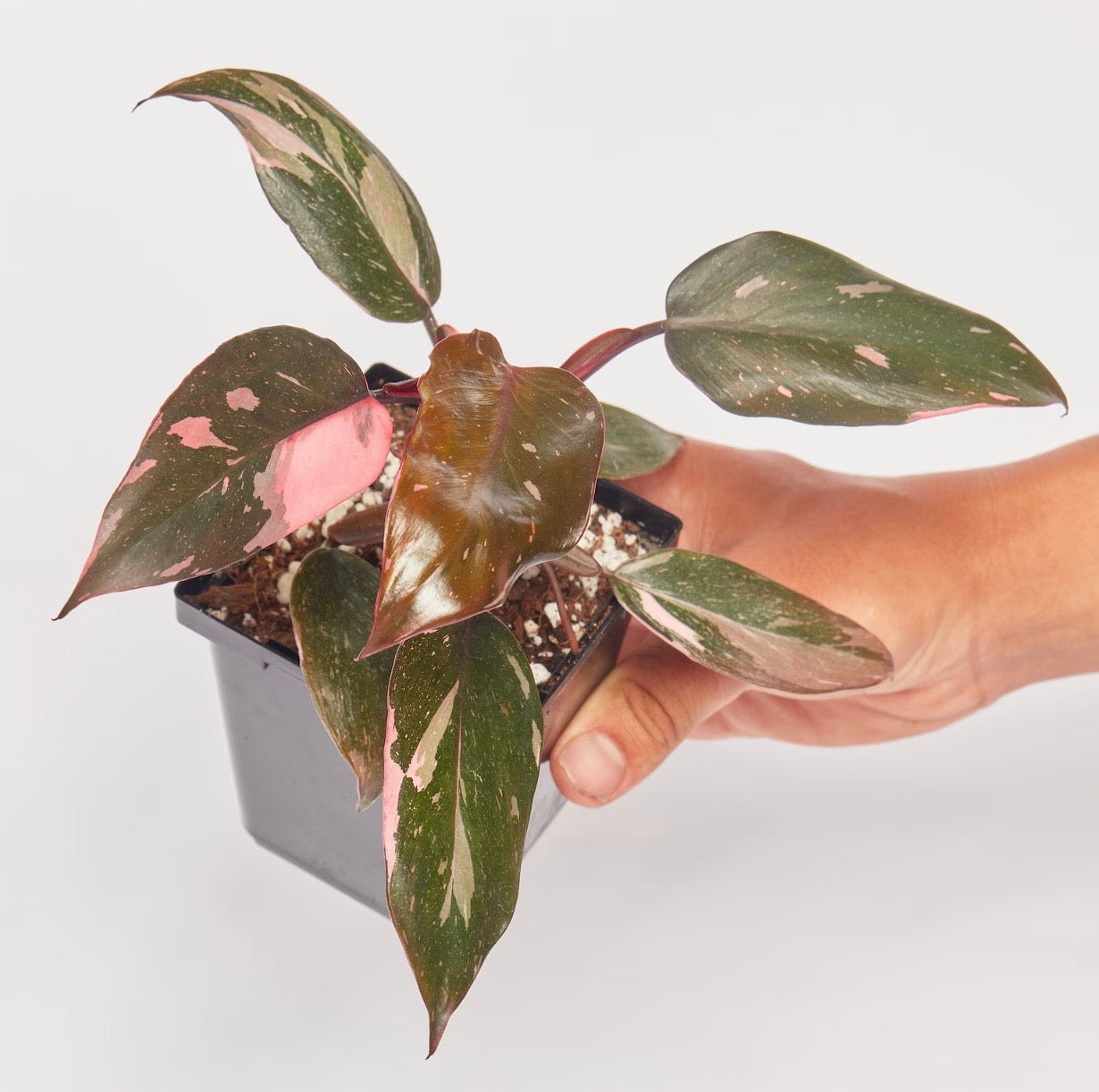 Pink Princess Marble Philodendron