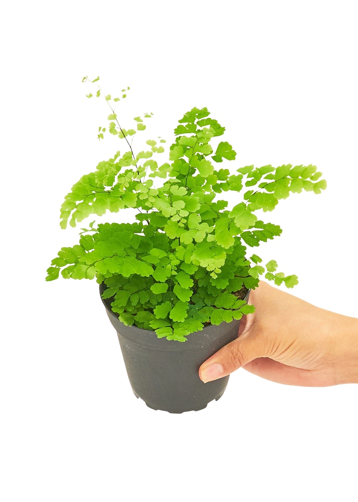 Maidenhair Fern Flora