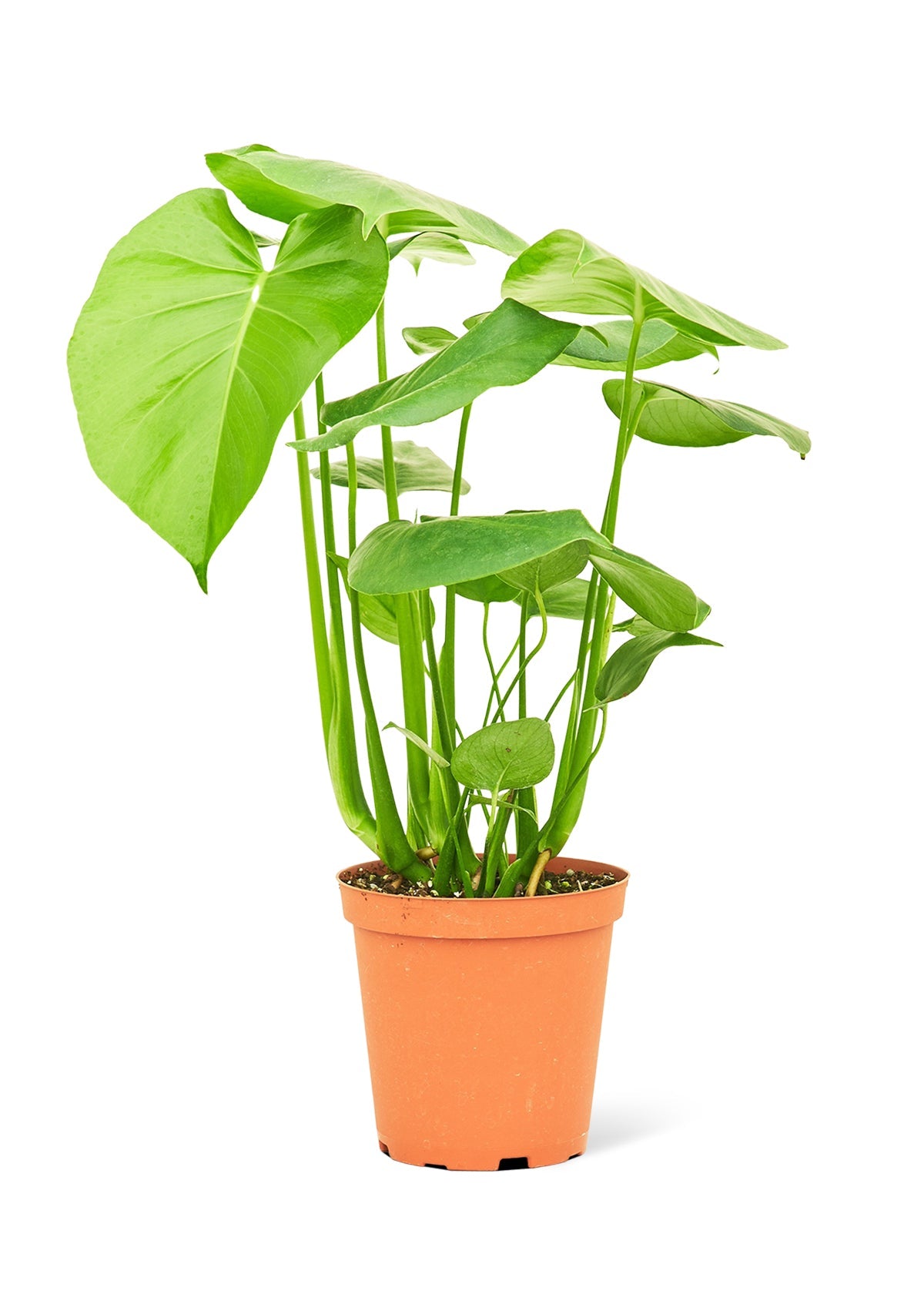 Monstera Swiss Cheese Plant Flora