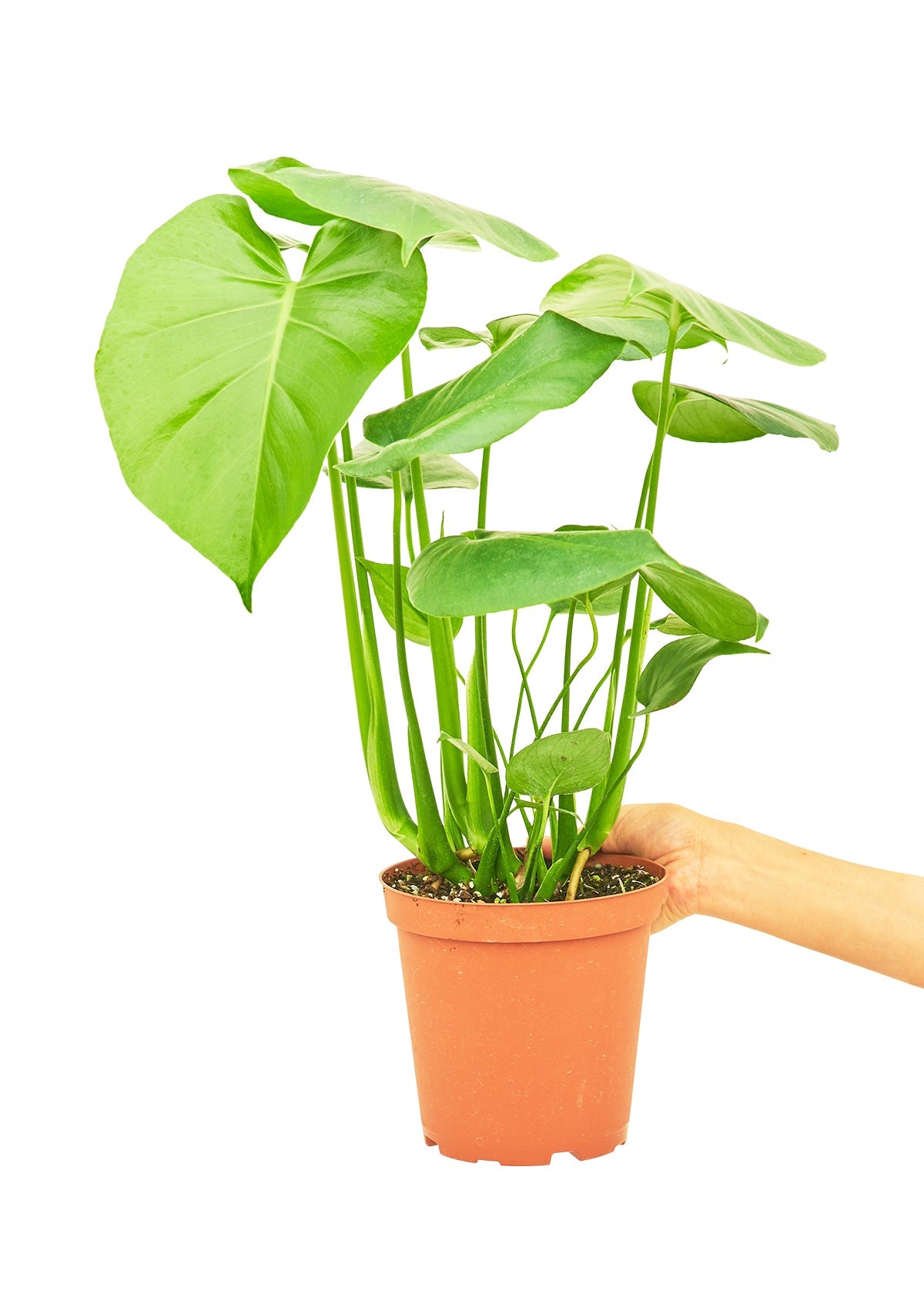 Monstera Swiss Cheese Plant Flora