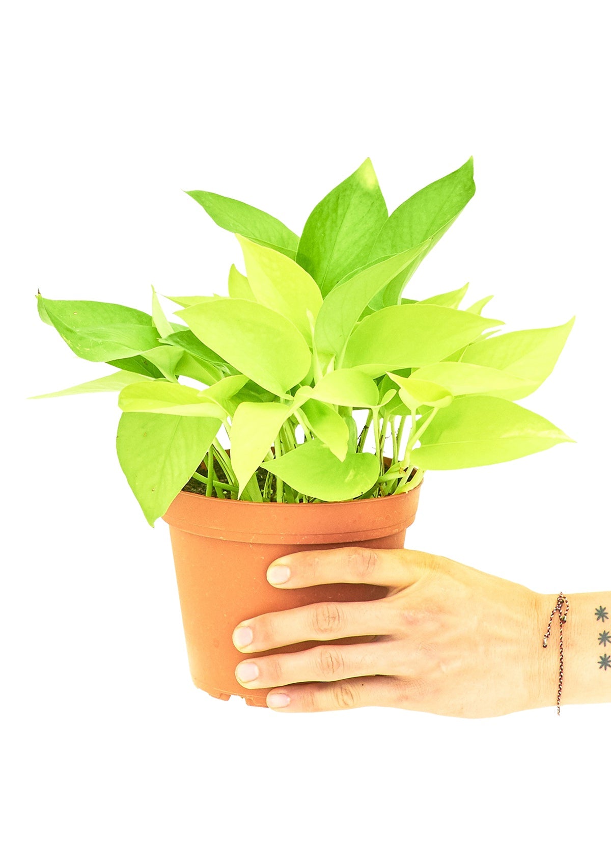 Neon Pothos Flora