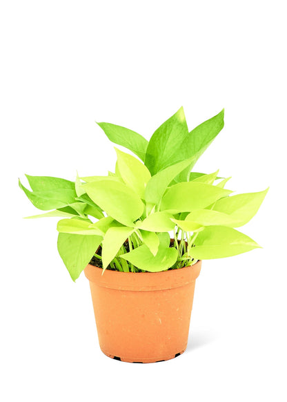 Neon Pothos Flora