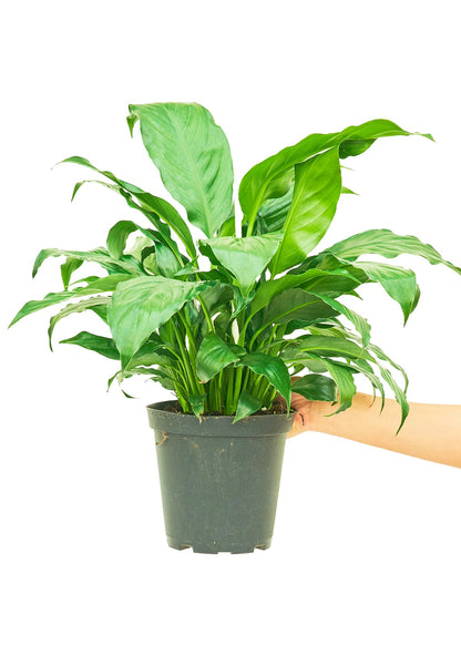 Peace Lily Flora