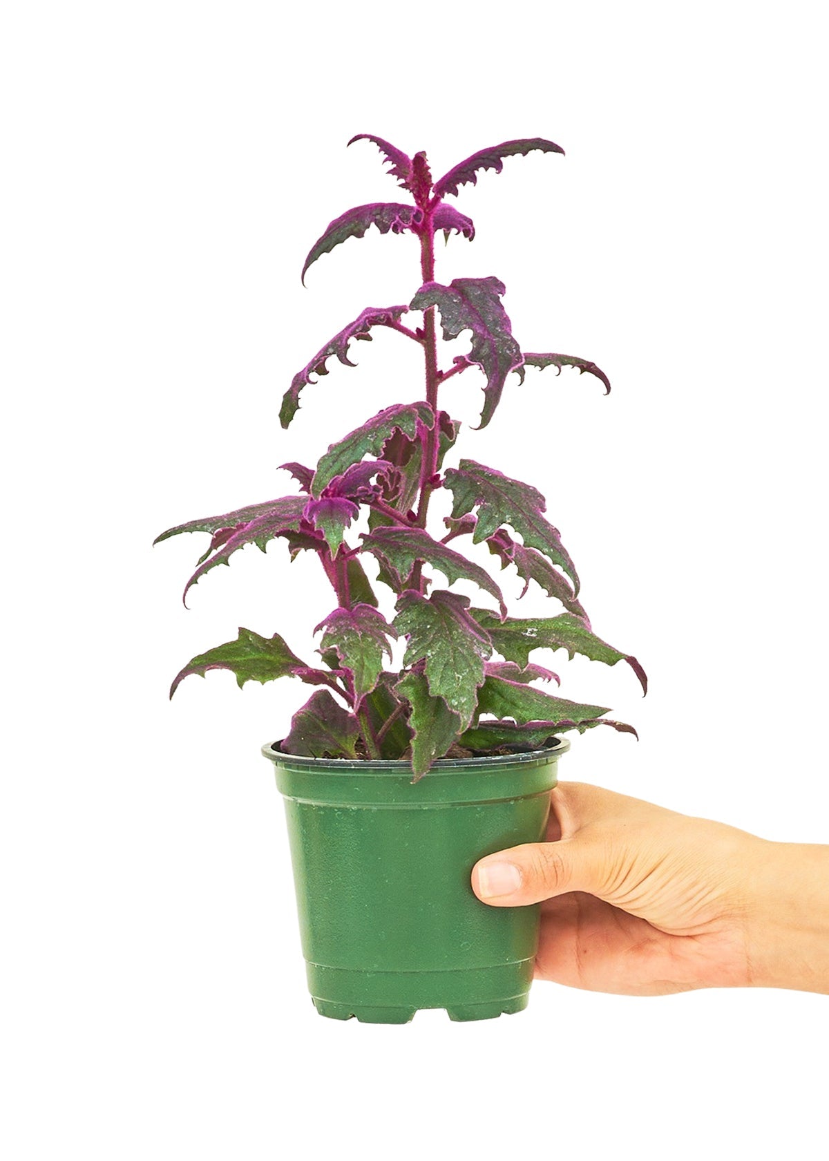 Purple Passion Plant Flora
