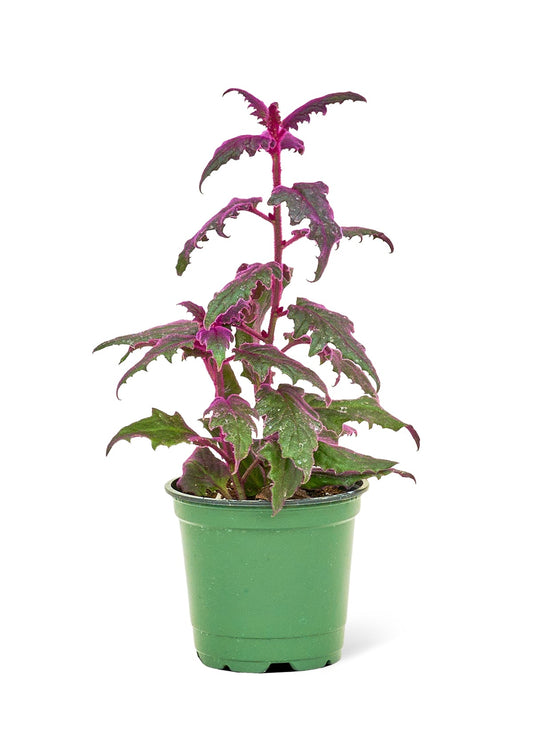 Purple Passion Plant Flora