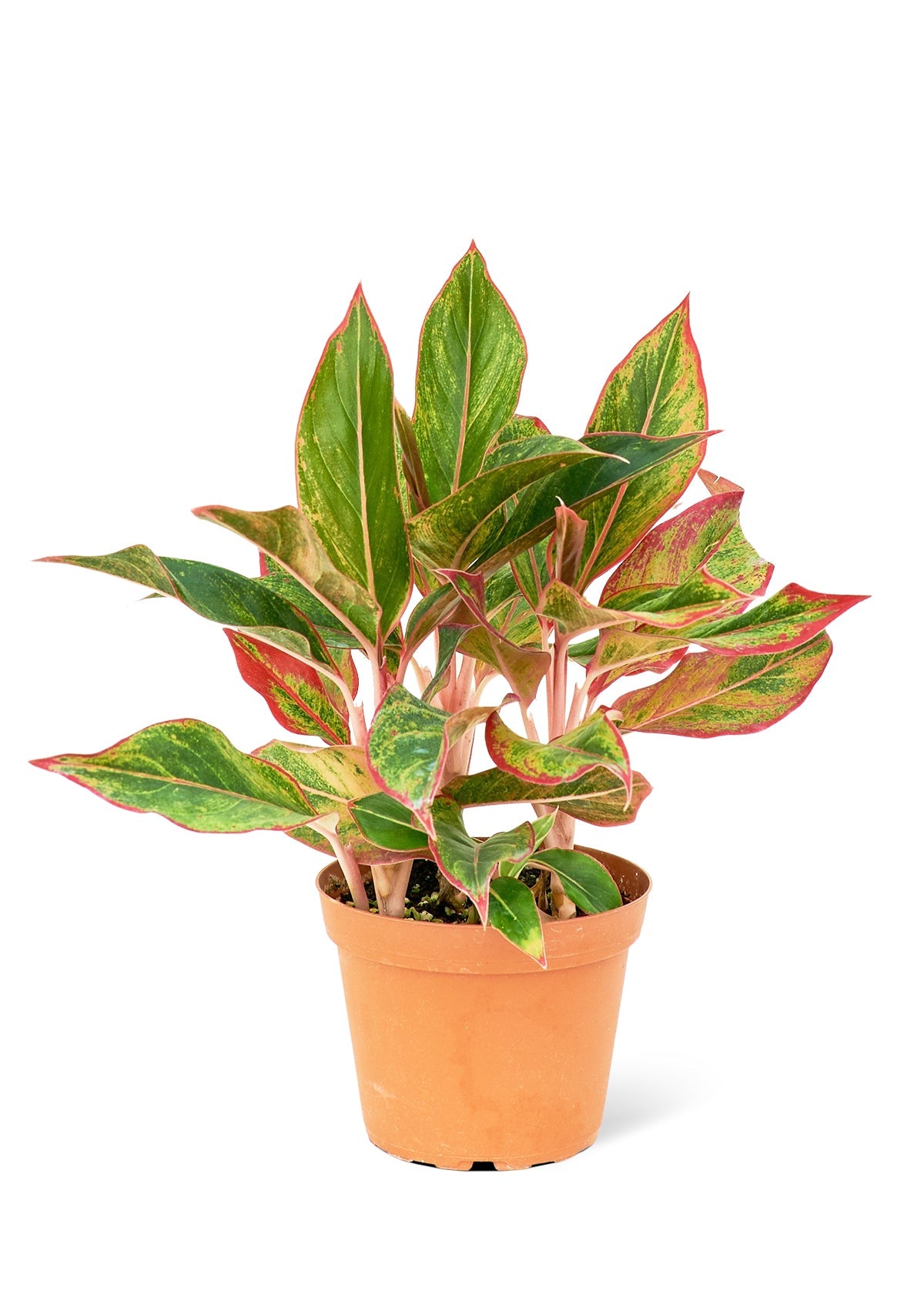 Red Chinese Evergreen Flora