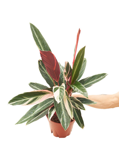 Stromanthe Triostar Flora