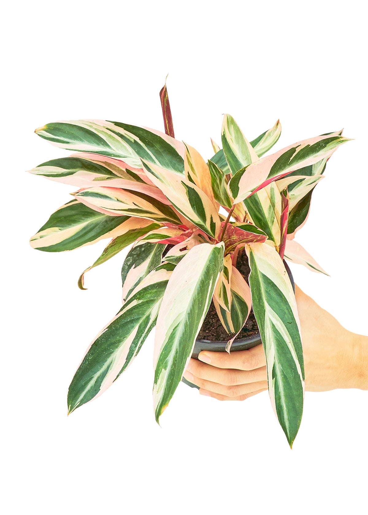 Stromanthe Triostar Flora