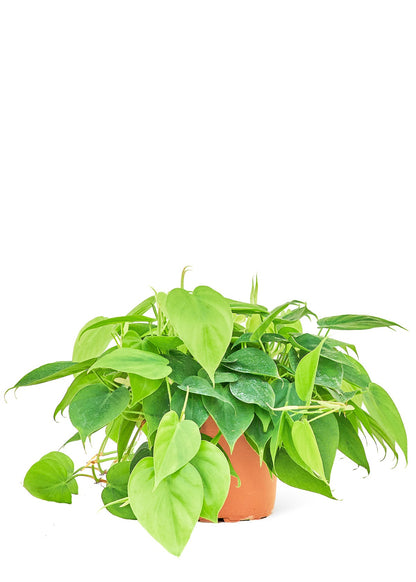 Sweetheart Philodendron Flora