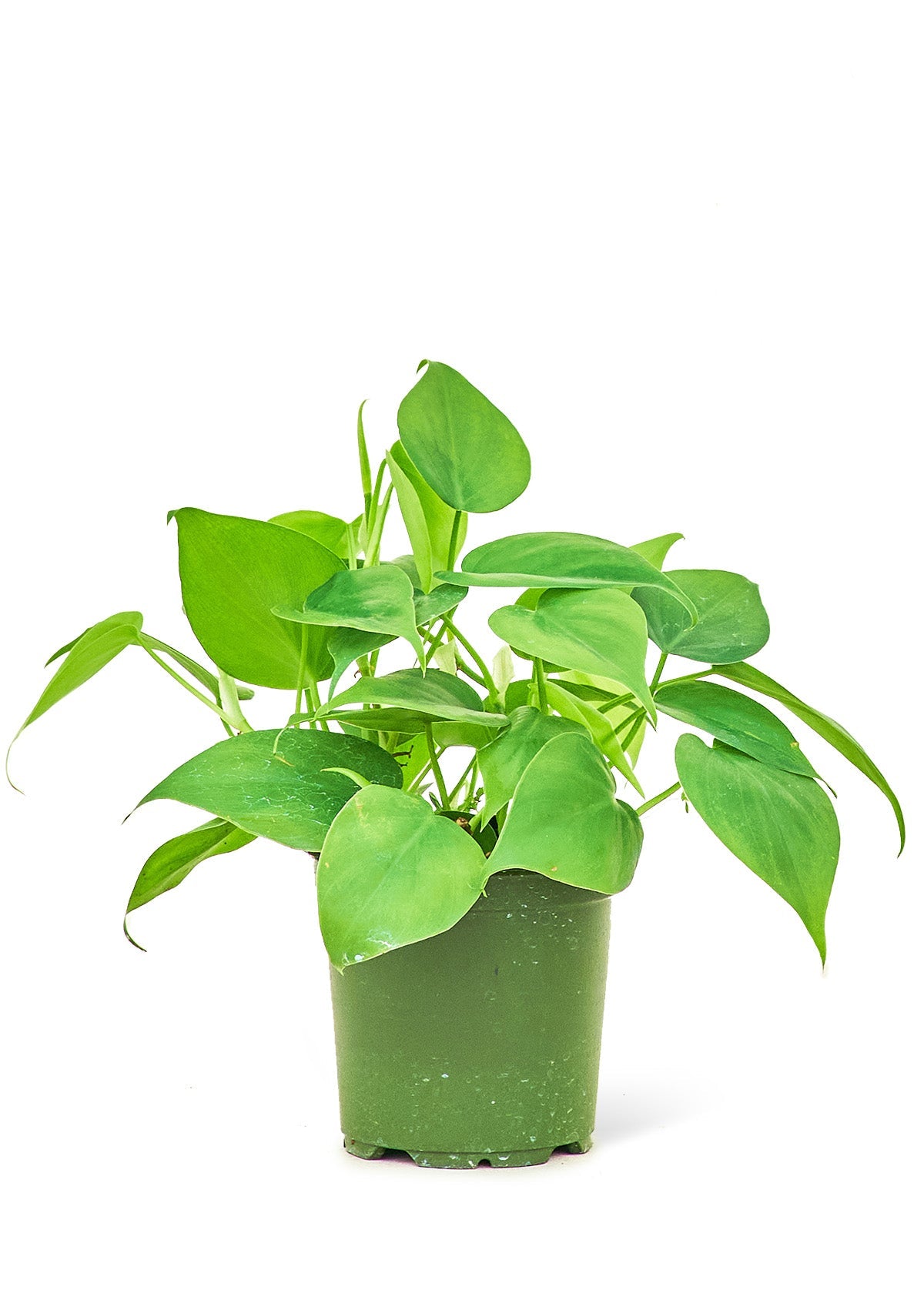 Sweetheart Philodendron Flora