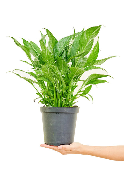 Variegated Peace Lily Flora
