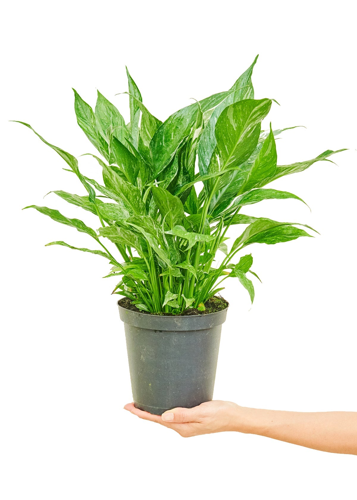 Variegated Peace Lily Flora