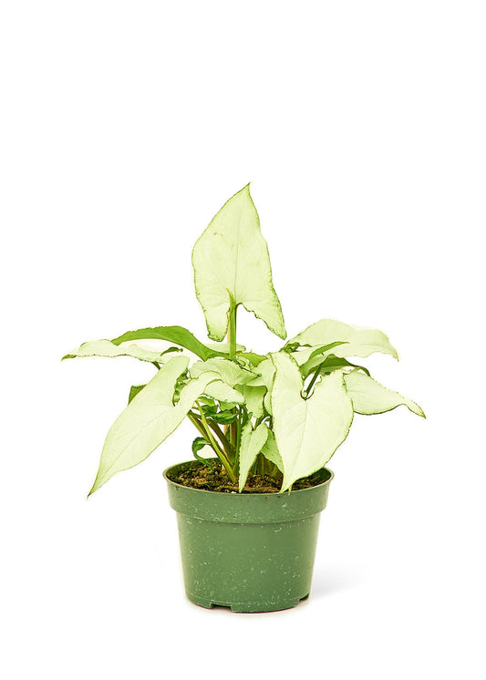 White Arrowhead Plant Flora