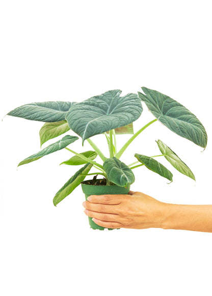 Alocasia Grey Dragon