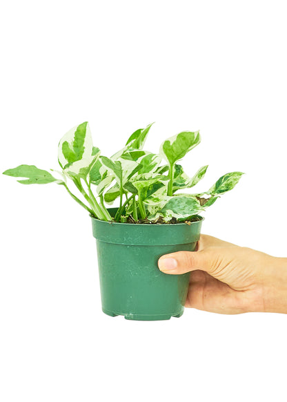 Pothos Pearls and Jade