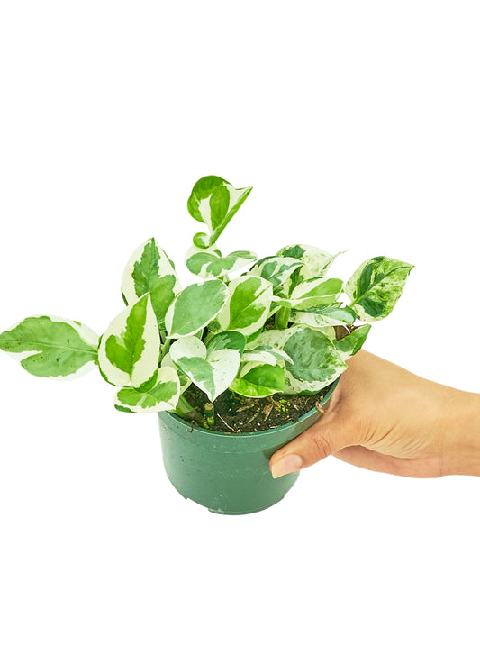 Flora Pod Plant Monitor Pothos Pearls and Jade